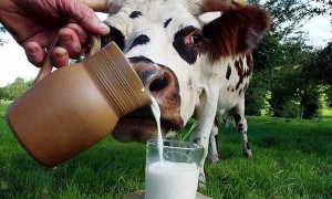 Молоко и корова