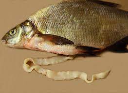Чому риба в Черкаському Дніпрі заразилася та що з нею робитимуть